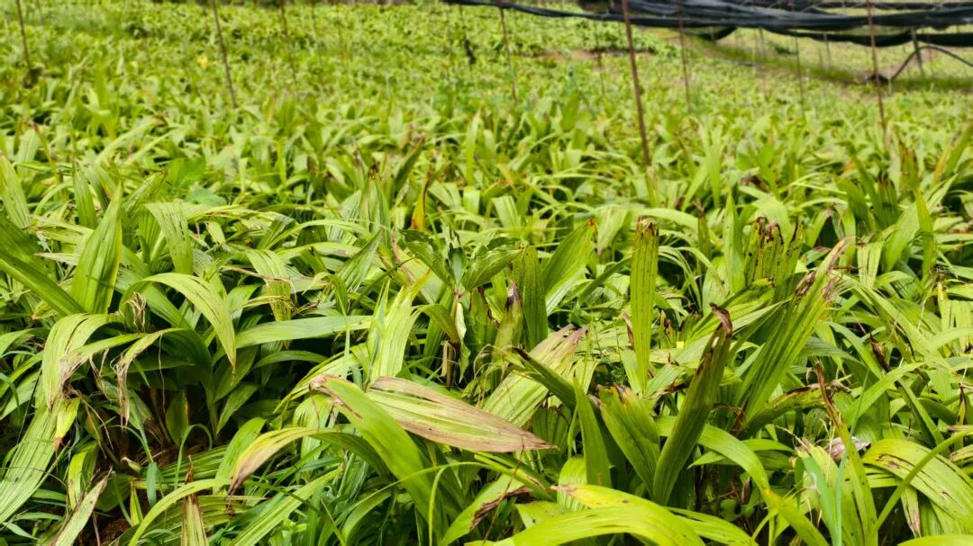 微信图片_2025-11-08_082843_919.jpg 微信图片_2025-11-08_082843_919.jpg