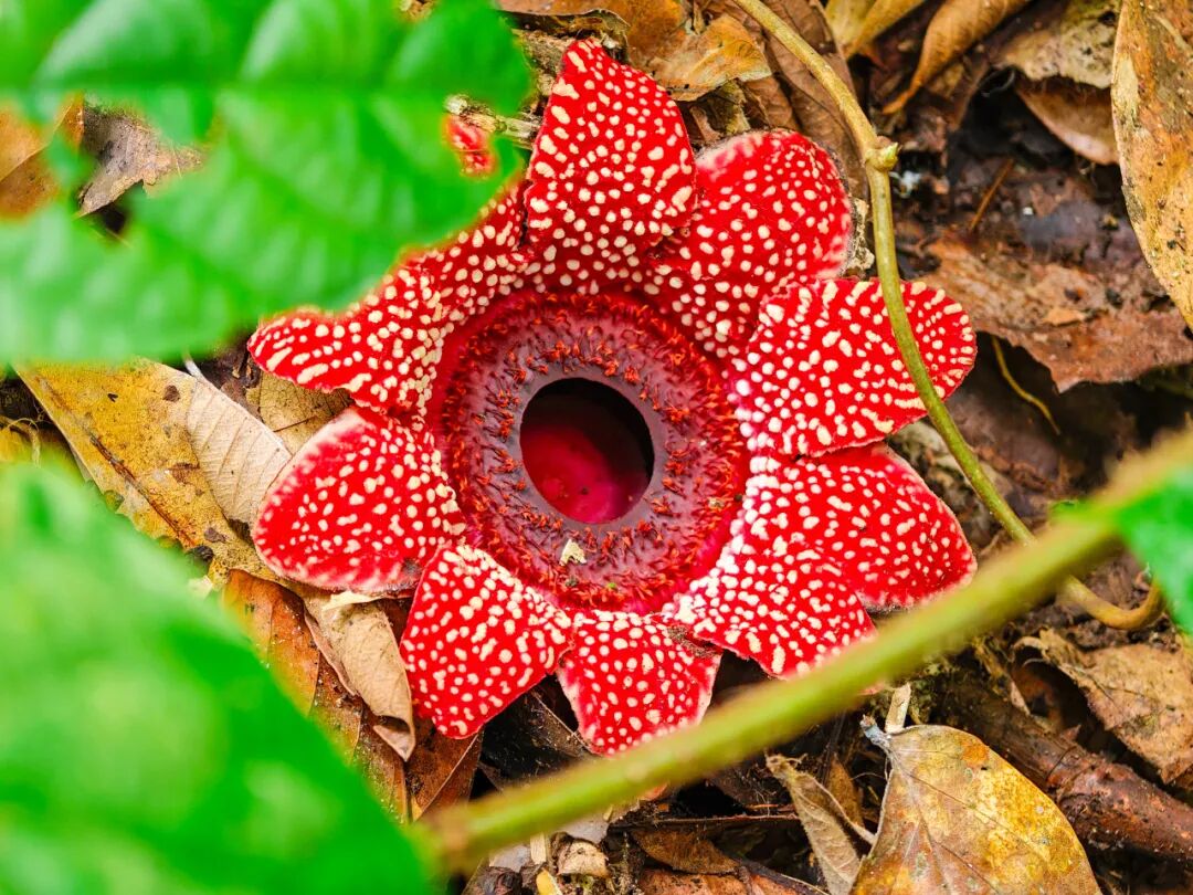 微信图片_2025-11-11_075945_211.jpg 微信图片_2025-11-11_075945_211.jpg