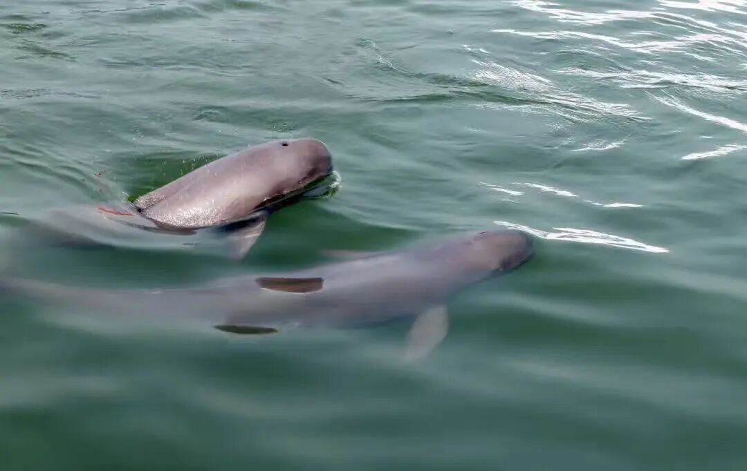 微信图片_2026-01-31_063248_065.jpg 微信图片_2026-01-31_063248_065.jpg